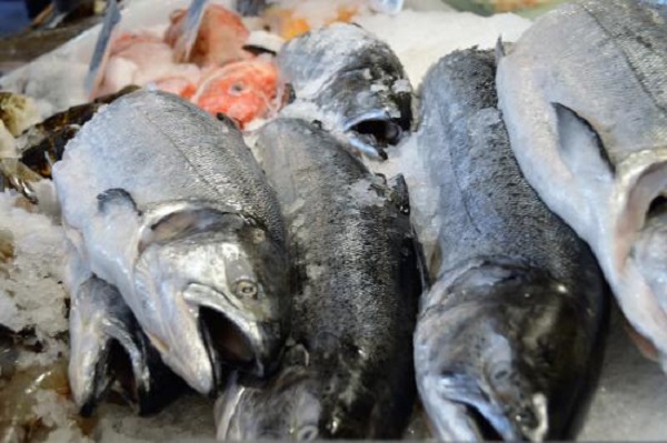 فروش روز ماهی قزل آلا 
